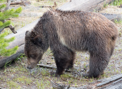 Grizzly Bear - Ursus arctos horribilis