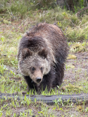 Grizzly Bear - Ursus arctos horribilis