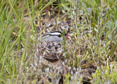 White-crowned sparrow -  Zonotrichia leucophrys