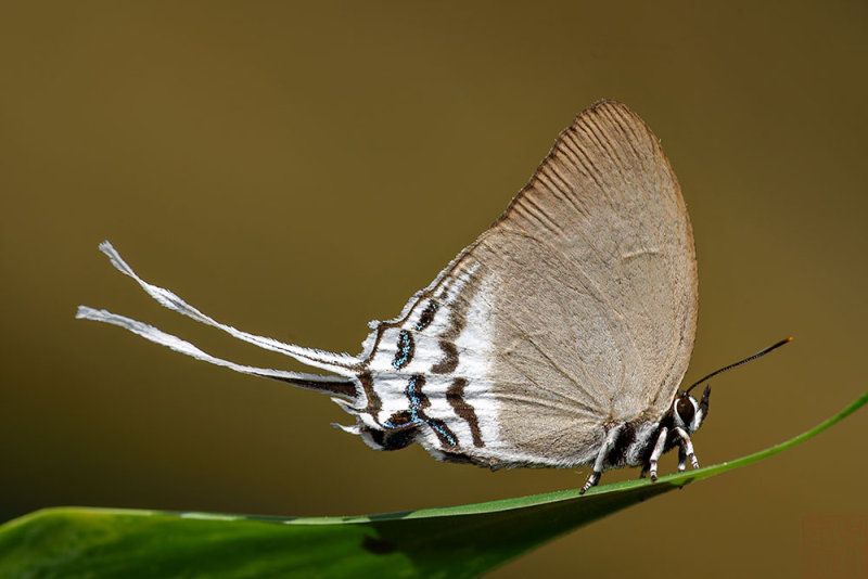 Ritra aurea volumnia (Orange Imperial)