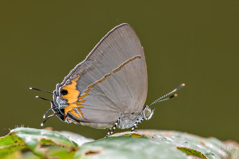 Britomartis cleoboides viga (The Azure Royal)