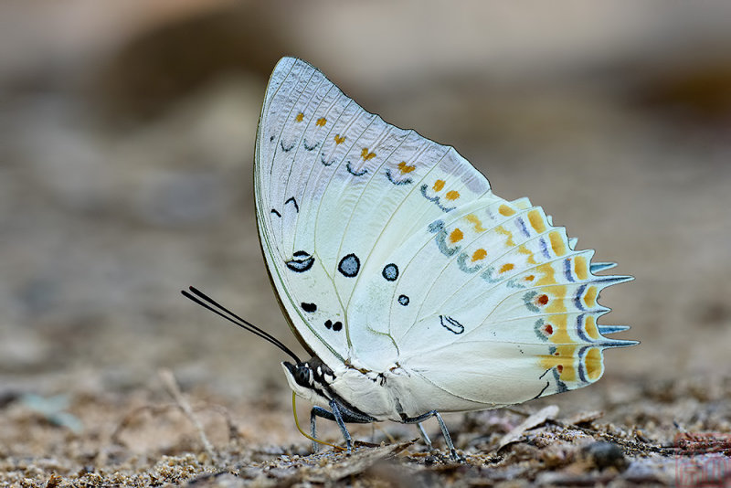 Polyura delphis concha (Jeweled Nawab)