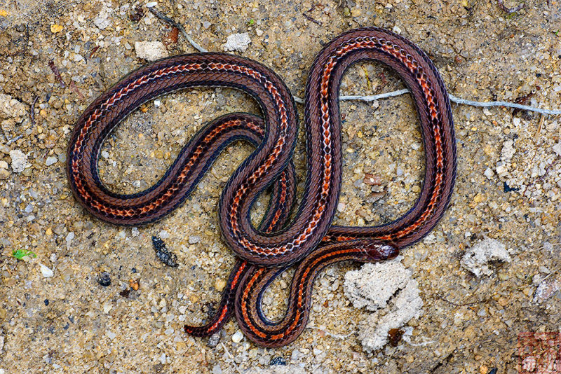 Calliophis intestinalis (Striped Coral Snake)