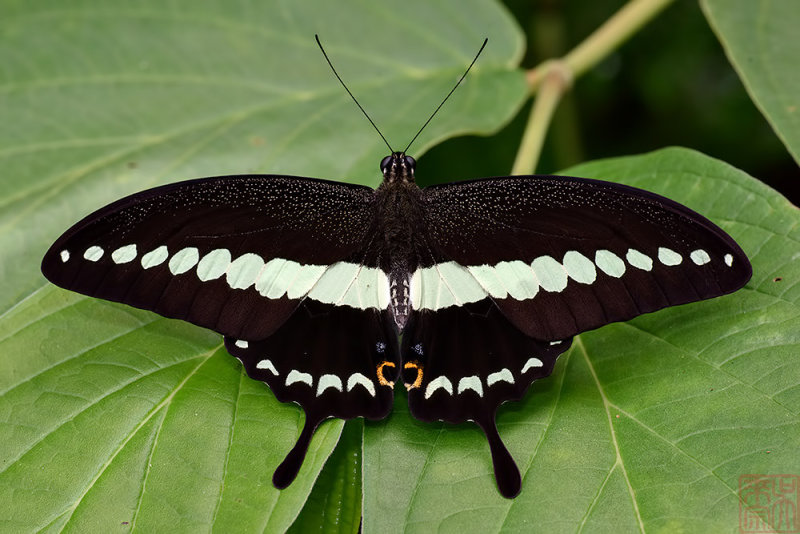 Papilio demolion demolion(Banded Swallowtail)