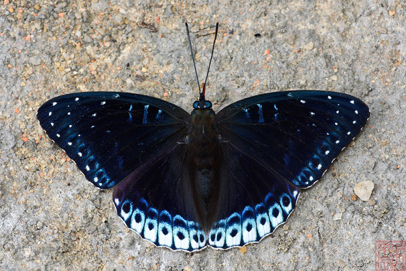 Stibochiona nicea subucula (The Popinjay)