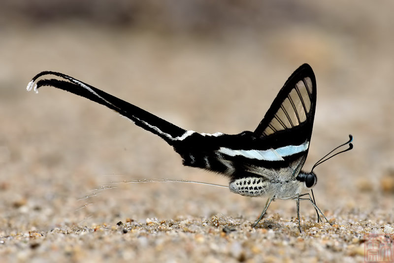 Lamproptera meges virescens(Green Dragontail)