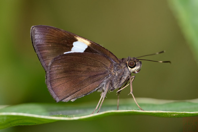 Notocrypta clavata clavata