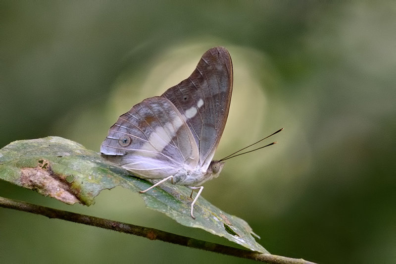 Eulaceura osteria kumana (Purple Duke)
