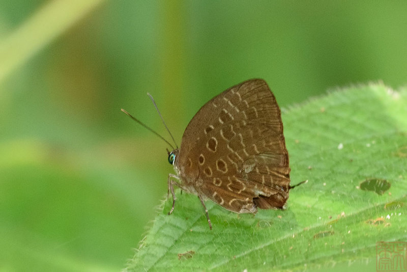 Arhopala horsfieldi basiviridis 