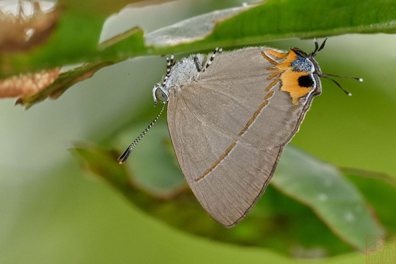 Britomartis cleoboides viga (The Azure Royal)