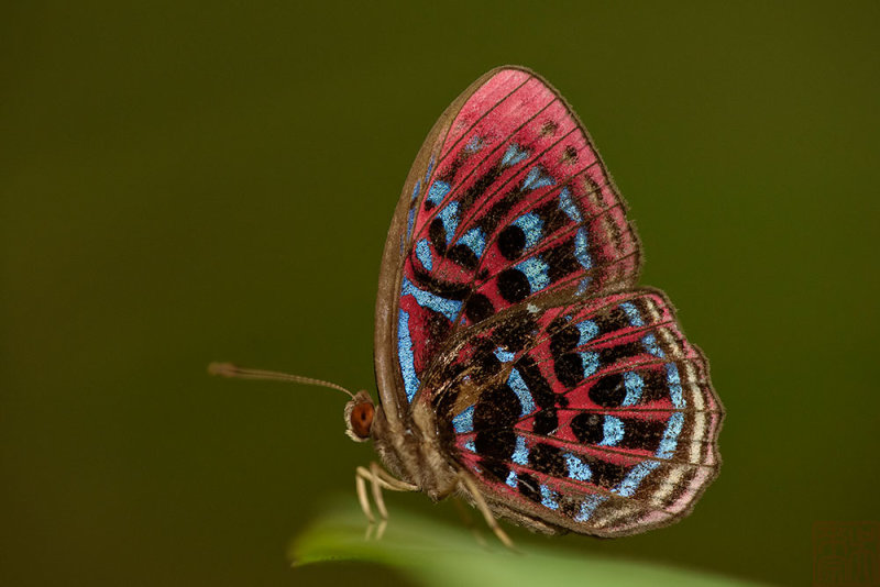 Paralaxita damajanti damajanti (The Malay Red Harlequin)