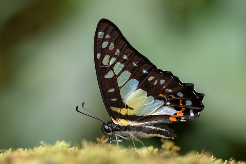 Graphium procles (Kinabalu Bluebottle)
