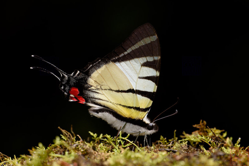 Pathysa stratiotes (Kinabalu Swordtail)