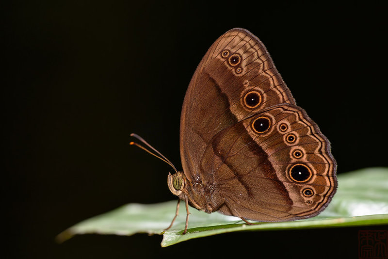 Mycalesis amoena (Akinabalu Bushbrown)