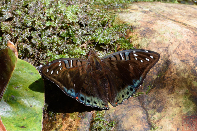 Euthalia whiteheadi whiteheadi (Tri-colored Baron)