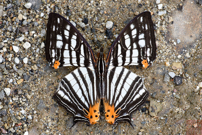 Cyrestis maenalis seminigra