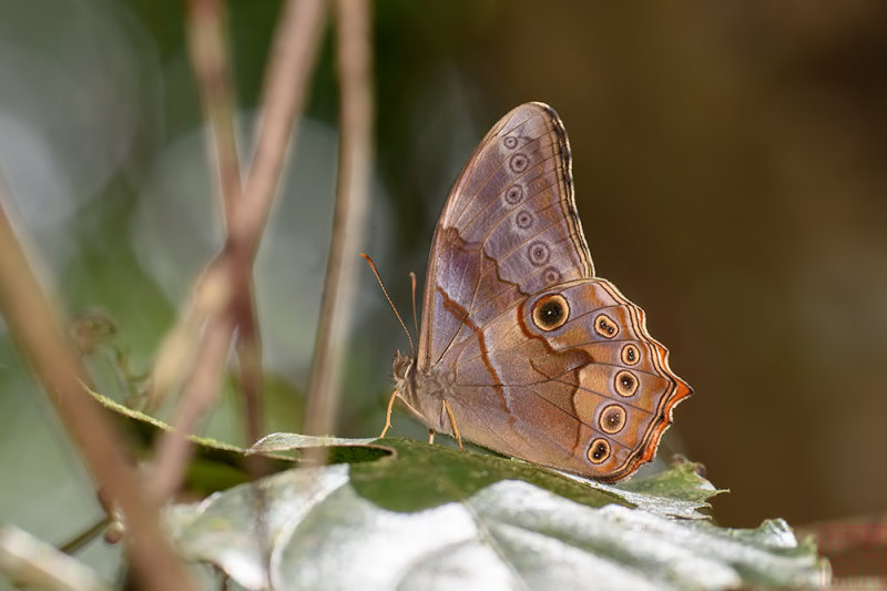 Lethe minerva minerva
