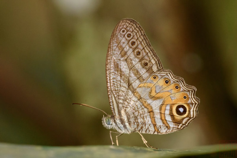 Erites elegans elegans