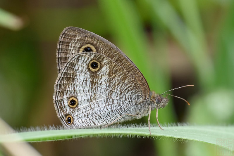 Ypthima pandocus sertorius