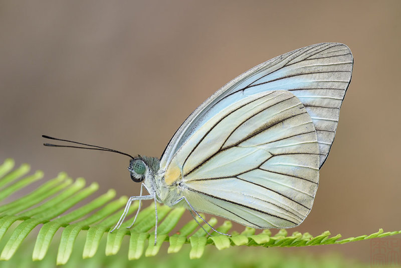 Pareronia valeria lutescens (The Wanderer)