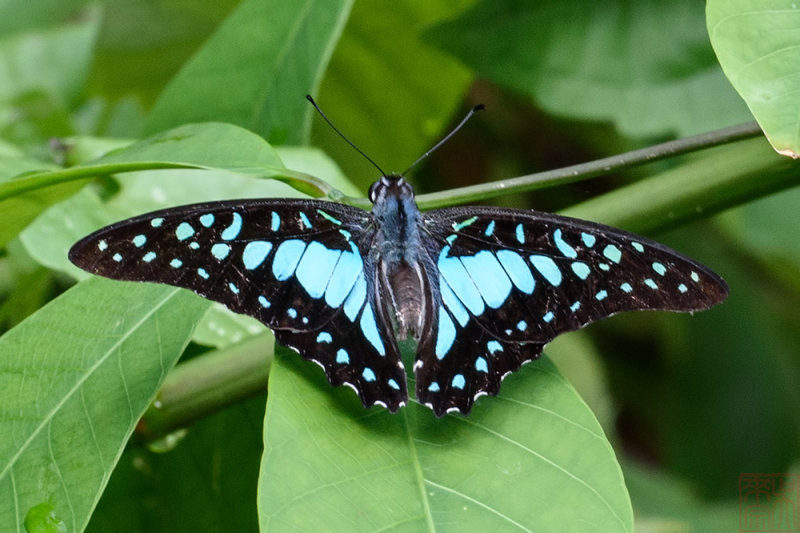Graphium bathycles bathycloides (The Dark Veined Jay)