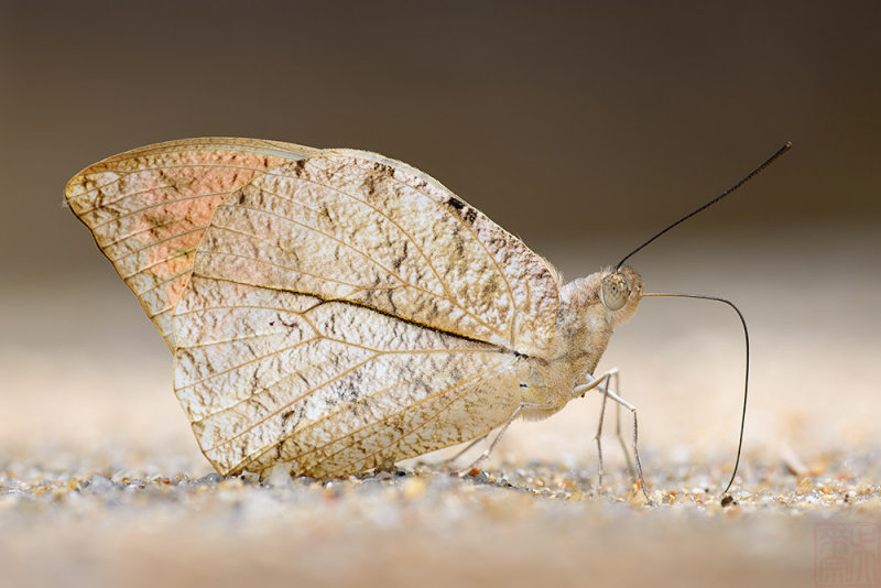 Hebomoia glaucippe aturia(Great Orange Tip)