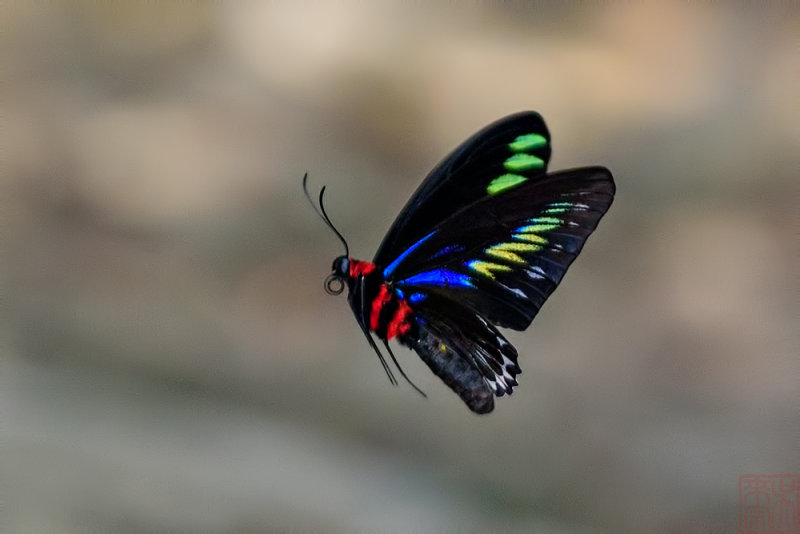 Trogonoptera brookiana albescens (Rajah Brookes Birdwing) 