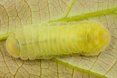 last instar.jpg