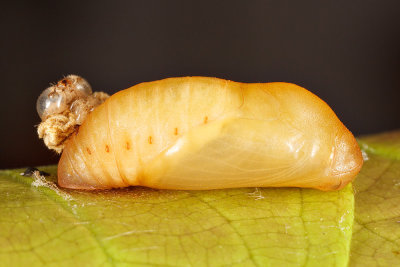 Pupae 1.jpg