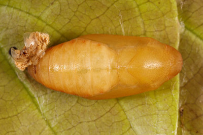 Pupae 2.jpg