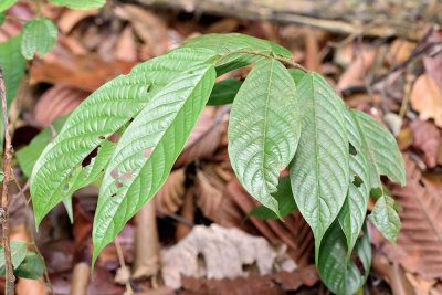 Neobalanocarpus heimii Chengal.jpg