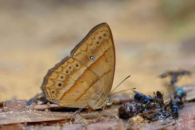 Mycalesis mnasicles perna (The Cyclops Bushbrown)