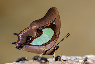 Polyura hebe chersonesus (The Southern Nawab)