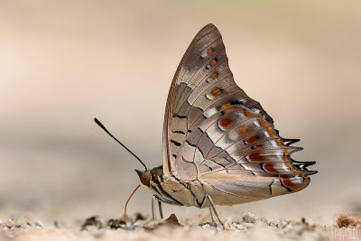 Charaxes solon echo (The Black Rajah)