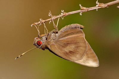 Erionota thrax thrax (The Common Banana Skipper)