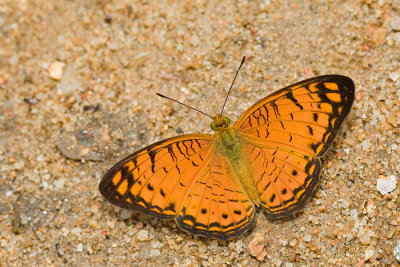 Phalanta alcippe alcesta (Small Leopard)