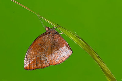 Elymnias penanga penanga (The Pointed Palmfly)