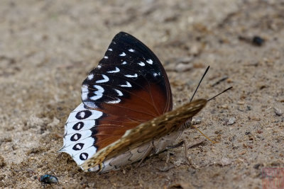 Charaxes durnfordi durnfordi (Chestnut Rajah)