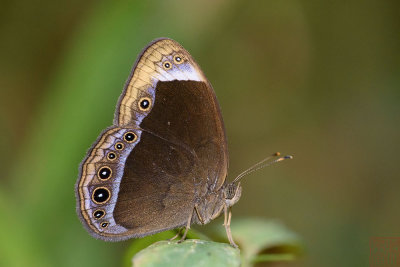 Mycalesis anaxias senoi (The White-Bar Bushbrown)