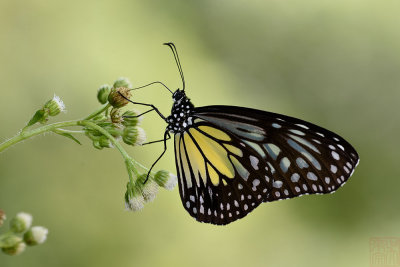 Parantica aspasia aspasia(Yellow Glassy Tiger)