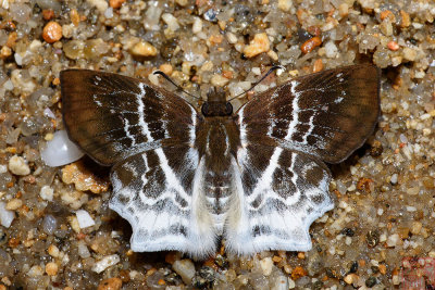 Odontoptilum pygela pygela (The Banded Angle)