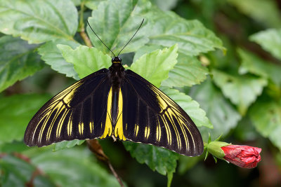 Troides amphrysus flavicollis (Malayan Birdwing)