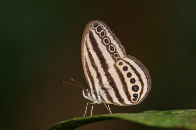 Ragadia makuta umbrata
