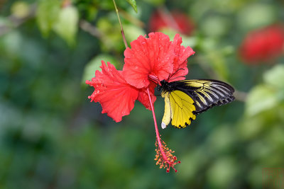 Troides amphrysus flavicollis (Malayan Birdwing)