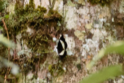 Tanaecia amisa  (Kinabalu White Banded Count)