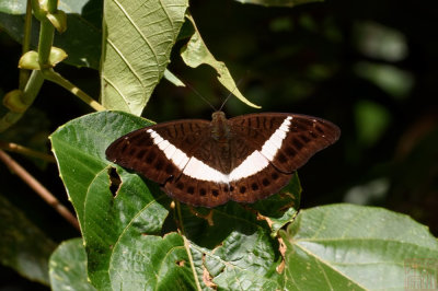 Tanaecia amisa (Kinabalu White Banded Count)