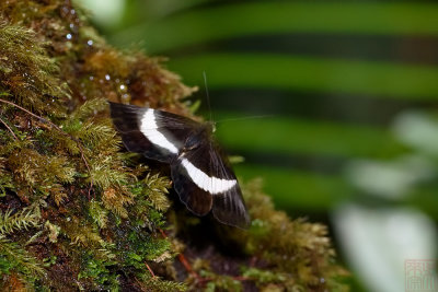 Tanaecia amisa  (Kinabalu White Banded Count)