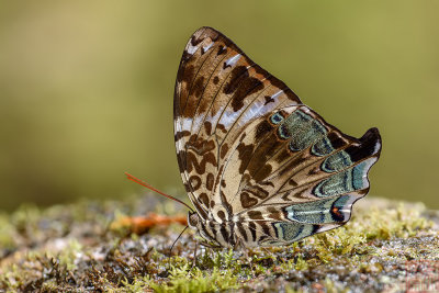 Prothoe franck borneensis (Blue Begum)