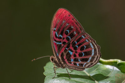 Paralaxita damajanti lola (Malay Red Harlequin)