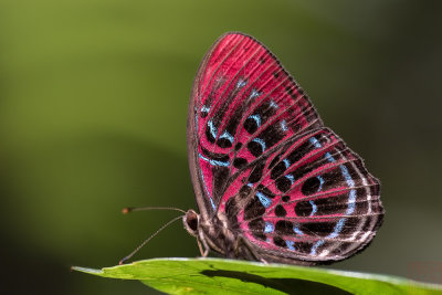 Paralaxita damajanti lola (Malay Red Harlequin)